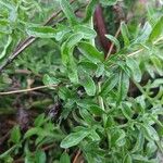 Centaurea hanryi Feuille