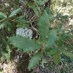 Quercus lusitanica Leht