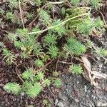 Petrosedum forsterianum Hoja