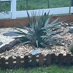 Yucca pallida Hoja