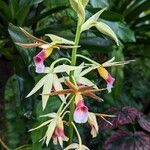 Calanthe tankervilleae