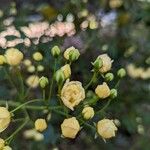 Kerria japonica Plod