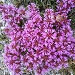 Thymus longiflorus Flower