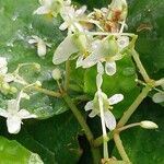 Begonia convolvulacea Květ