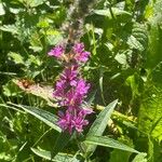 Lythrum salicaria Blüte