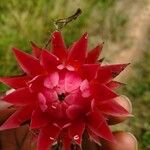 Thonningia sanguinea Flower