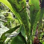 Antrophyum boryanum 葉