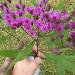 Vernonia gigantea Flower