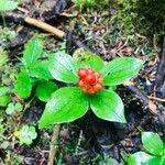 Cornus canadensis Folla