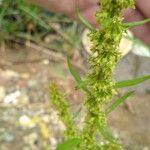 Rumex palustris 花