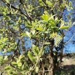 Salix cinerea Blomma