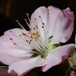 Prunus amygdalus Flower