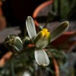 Albuca humilis फूल