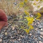 Gutierrezia microcephala Flower