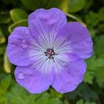 Geranium platypetalum Цвят