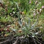 Plantago nivalis Habitus