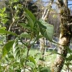 Lonicera alpigena Συνήθη χαρακτηριστικά