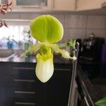 Paphiopedilum primulinum Flor