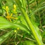 Erigeron annuus Bark