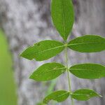 Zanthoxylum chalybeum पत्ता