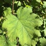 Rubus alceifolius Levél