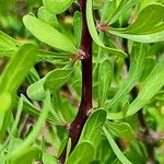 Jatropha dioica Blad