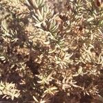 Frankenia corymbosa Hoja