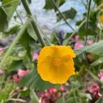 Abutilon grandifolium Flor