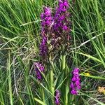 Dactylorhiza elata 整株植物