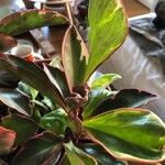 Peperomia clusiifolia Leaf