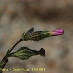 Silene sclerocarpa 花