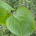 Brassica oleraceaপাতা