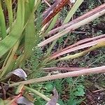 Sarracenia flava Bark