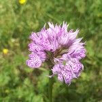 Neotinea tridentata Flower