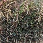 Kalanchoe × houghtonii Leht