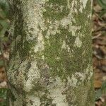 Licania densiflora Bark