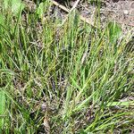 Carex sterilis Habitus