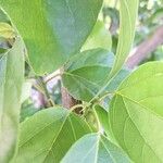 Cordia subcordata Leaf