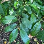 Myristica fragrans Yaprak