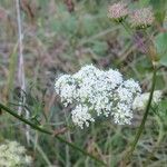 Seseli annuum Blüte