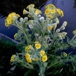 Tephroseris palustris Fula