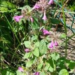 Clinopodium vulgare Hábito