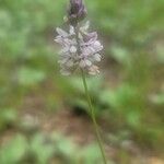 Polygala verticillata Flower