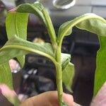 Persicaria amphibia Leaf