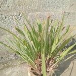 Cymbopogon citratus 整株植物