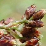 Luzula alpinopilosa Fruto