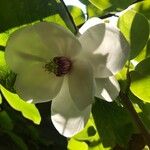 Magnolia sieboldii Květ