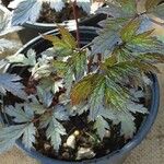 Actaea racemosa Leaf