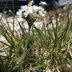 Achillea clavennae Hábitos