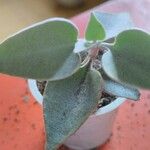 Kalanchoe orgyalis ᱥᱟᱠᱟᱢ